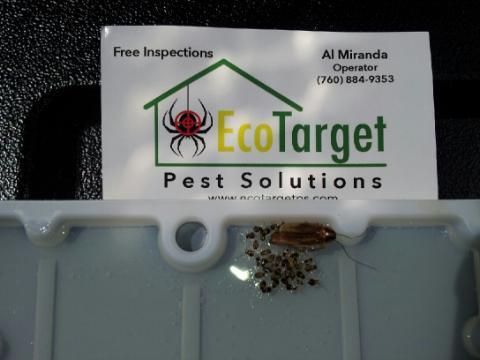 A recent roach control service job in the  area